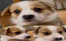 Welsh Corgi Pembroke dogs for sale: Bred type - welsh corgi - Image 3
