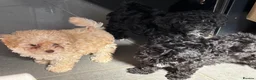 Toy Poodle dogs for sale: Toy poodles 2 girls 1 boy  - Advert 2