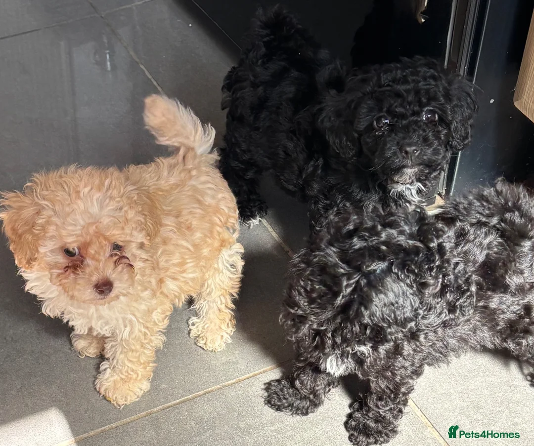 Toy Poodle dogs for sale: Toy poodles 2 girls 1 boy  - Advert 2
