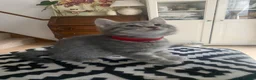 British Shorthair cats for sale: British shorthair mix (5 kittens ready to go) - Advert 15