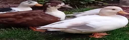 Ducks poultry for sale: 2x Beautiful Bonded Female Call Ducks  - Advert 4