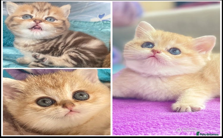 British Shorthair cats - Advert 4