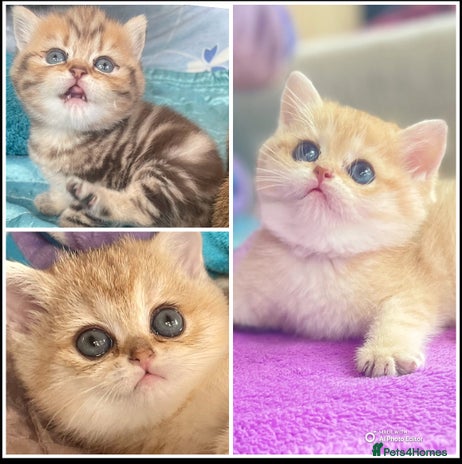 British Shorthair cats - Advert 4