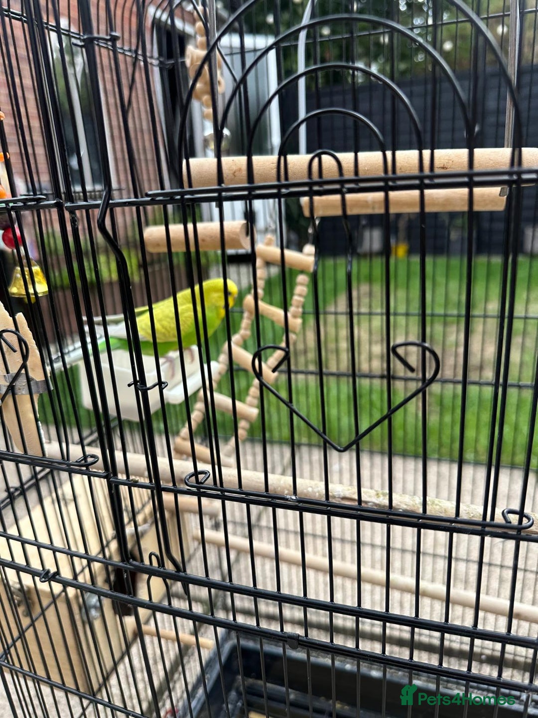 Budgerigars birds for sale: Male and Female Budgies with Cage and Accessories  - Image 4