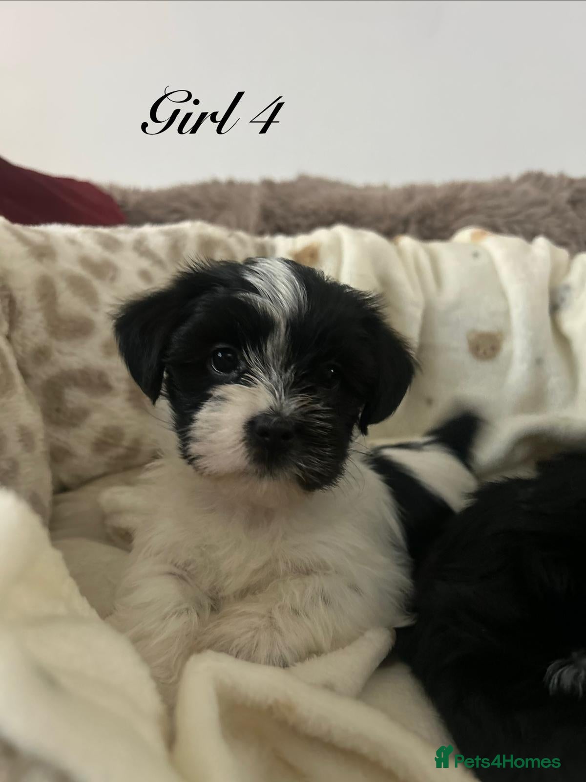 Shorkie dogs Beautiful shorkie puppies ready to go soon - Advert 2