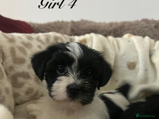 Shorkie dogs Beautiful shorkie puppies ready to go soon - Advert 2
