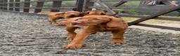 Hungarian Vizsla dogs for sale: KC reg, ready to go now.  - Advert 2
