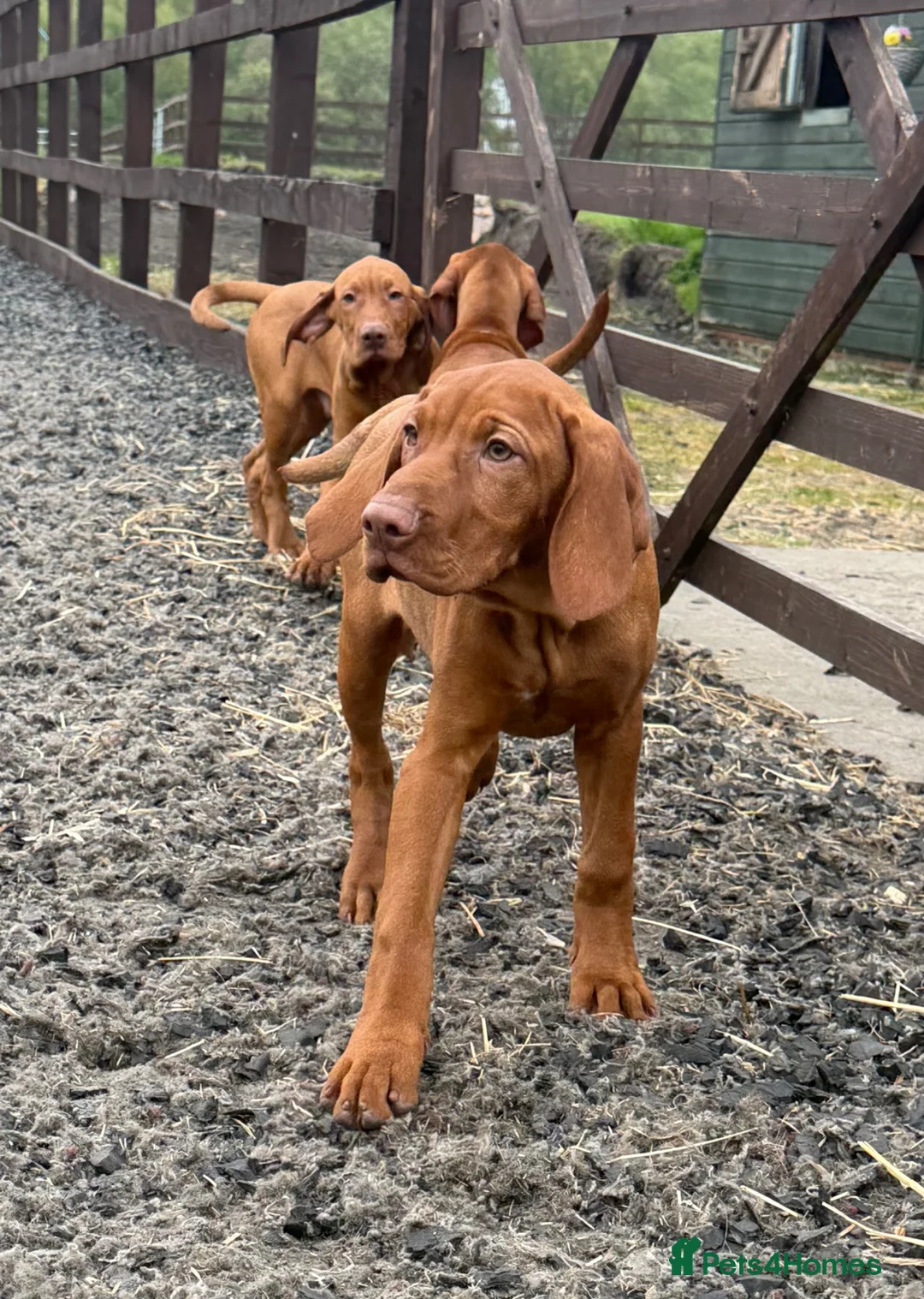 Hungarian Vizsla dogs for sale: KC reg, ready to go now.  - Advert 2