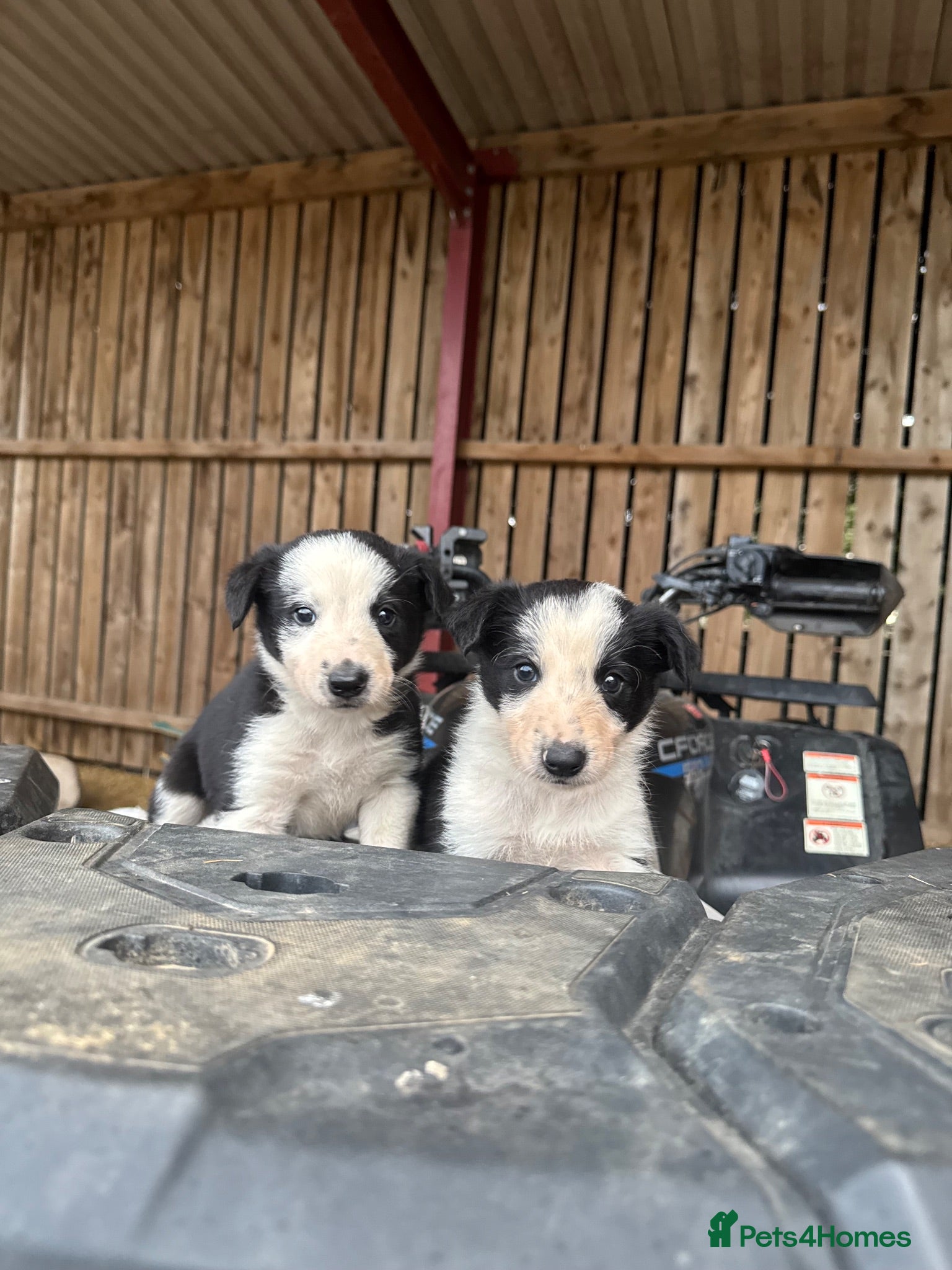 Border Collie dogs cute border collie pups - Advert 10