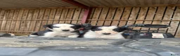 Border Collie dogs for sale: cute border collie pups - Advert 1