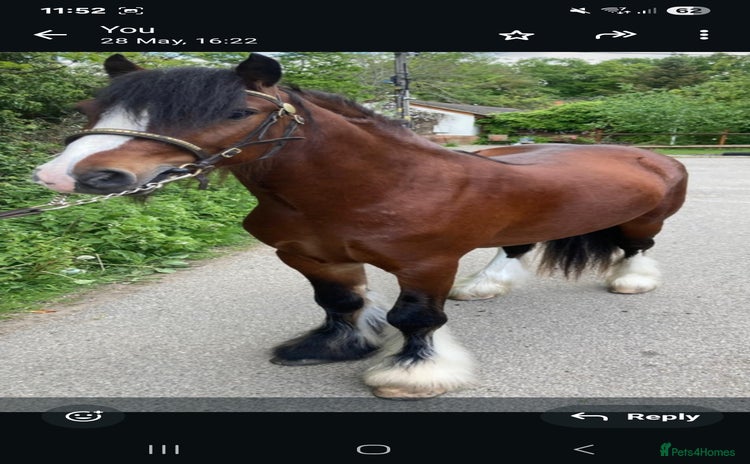 Irish Cob horses - Advert 1