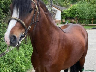 Irish Cob horses - Advert 5