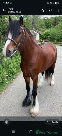 Irish Cob horses - Advert 3
