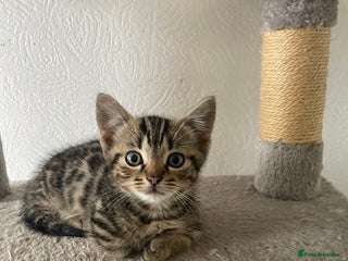 Munchkin cats Munchkin kittens - 2 left - Advert 8