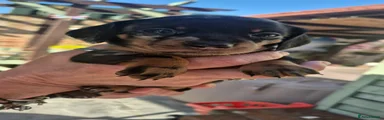 Miniature Dachshund Puppy 3