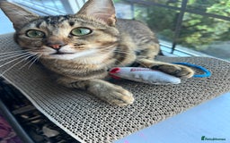 Mixed Breed cats for sale: 1 year old tabby cat - Image 1