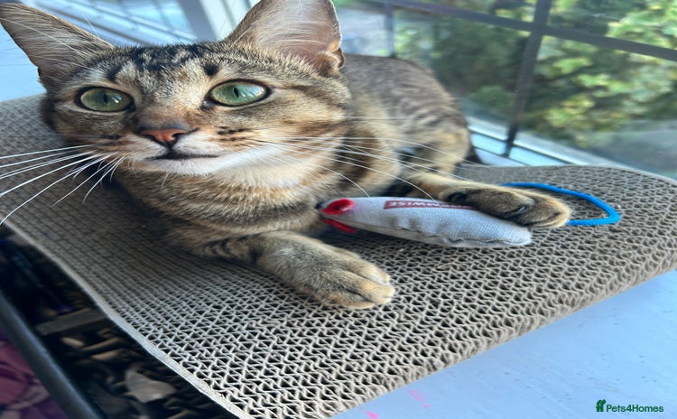 Mixed Breed cats for sale - Advert 1