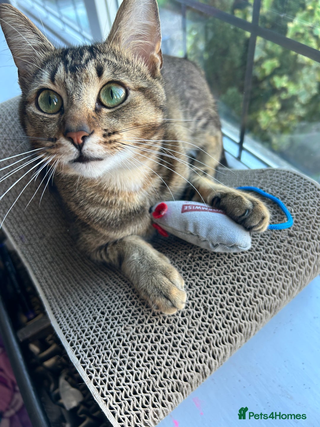 Mixed Breed cats for sale: 1 year old tabby cat - Image 1