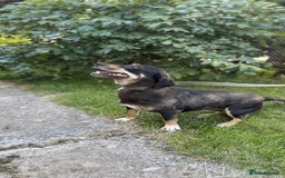 Mixed Breed dogs for adoption: 💖🐶 TASHA 🐶💖 - Image 4
