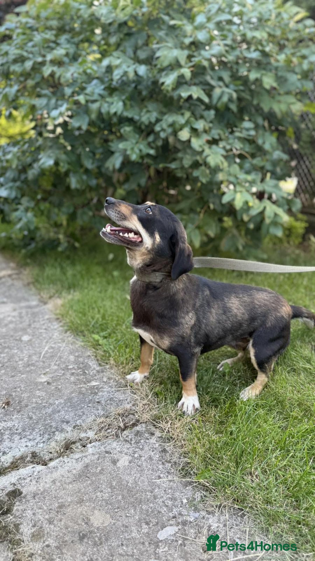 Mixed Breed dogs for adoption: 💖🐶 TASHA 🐶💖 - Image 4