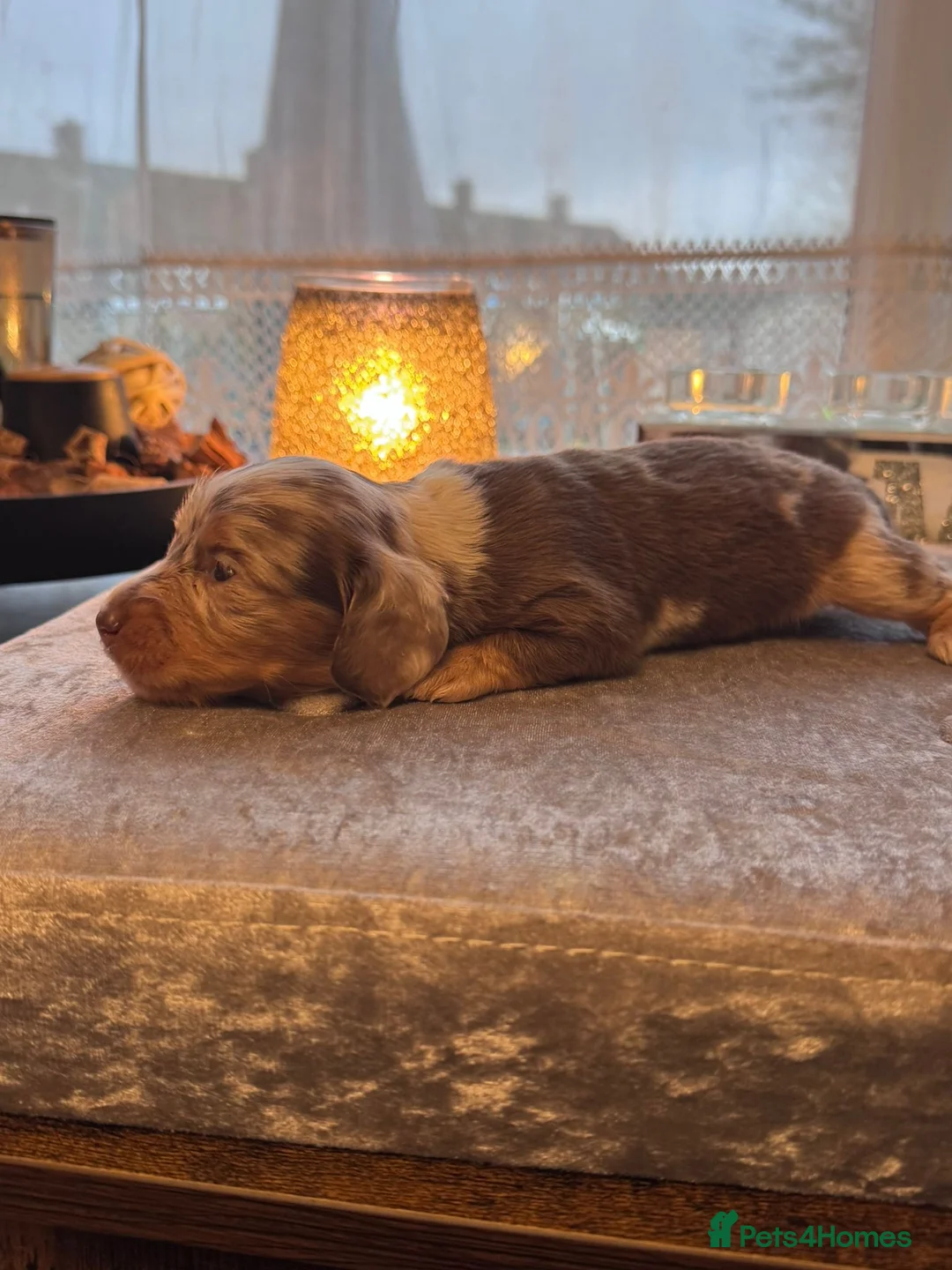 Miniature Dachshund dogs for sale: Miniatures dachshunds - Advert 2