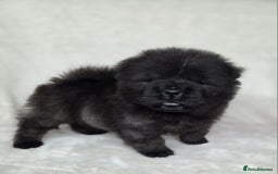 Chow Chow dogs for sale: Last Puppy – Rare Blue Chow Chow Girl🐾 - Image 25