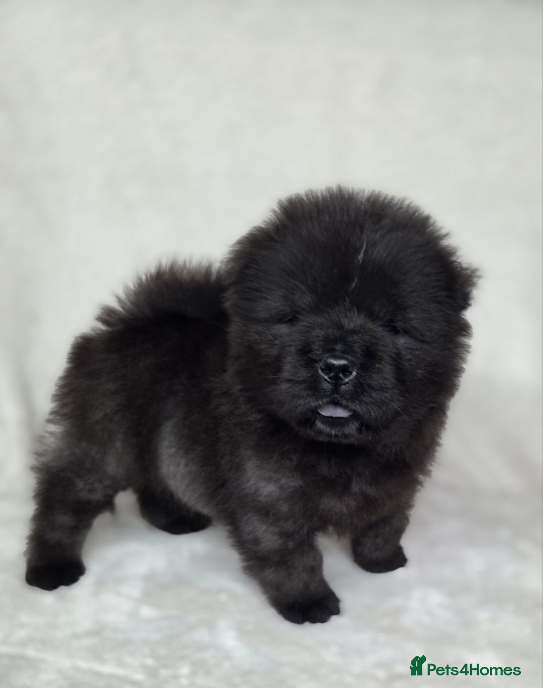 Chow Chow dogs for sale: Last Puppy – Rare Blue Chow Chow Girl🐾 - Image 25