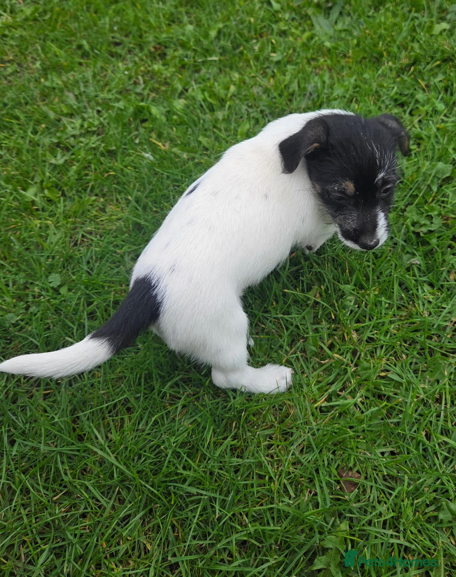 Jack Russell dogs for sale: Rough Coated Pure Bred Jack Russell  - Advert 1