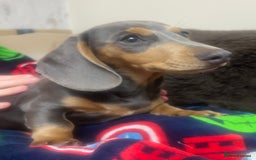Miniature Dachshund dogs for sale: Miniature dachshunds - Image 3