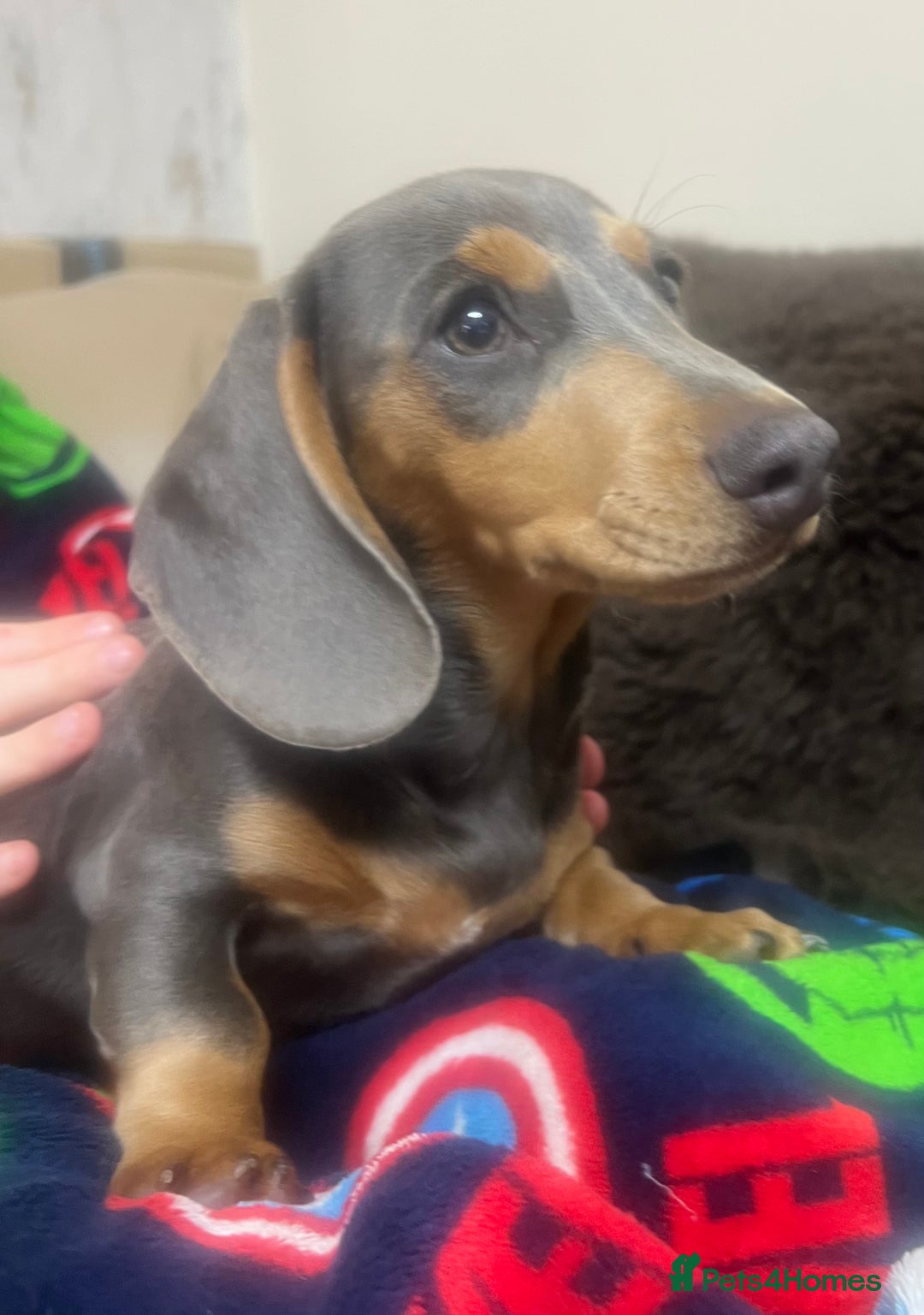 Miniature Dachshund dogs for sale: Miniature dachshunds - Image 3