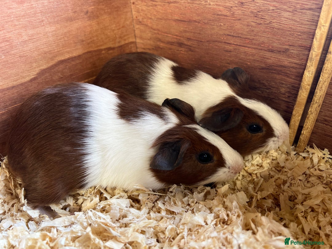 Guinea Pig rodents for sale: Pair of bonded brothers  - Image 6
