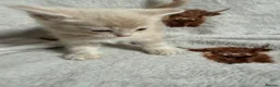 Mixed Breed cats for sale: Persian cross kittens  - Advert 11