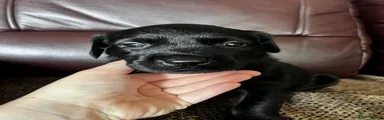 Labrador Retriever 4