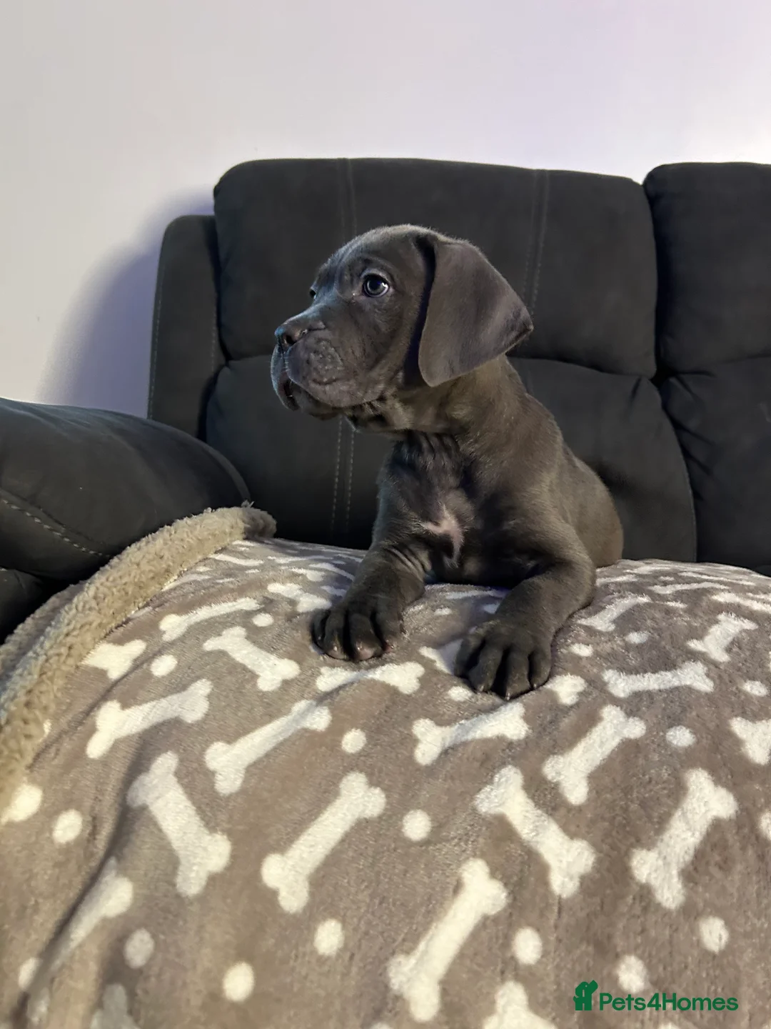 Cane Corso dogs for sale: Cane corso champion bloodline pups  - Advert 5