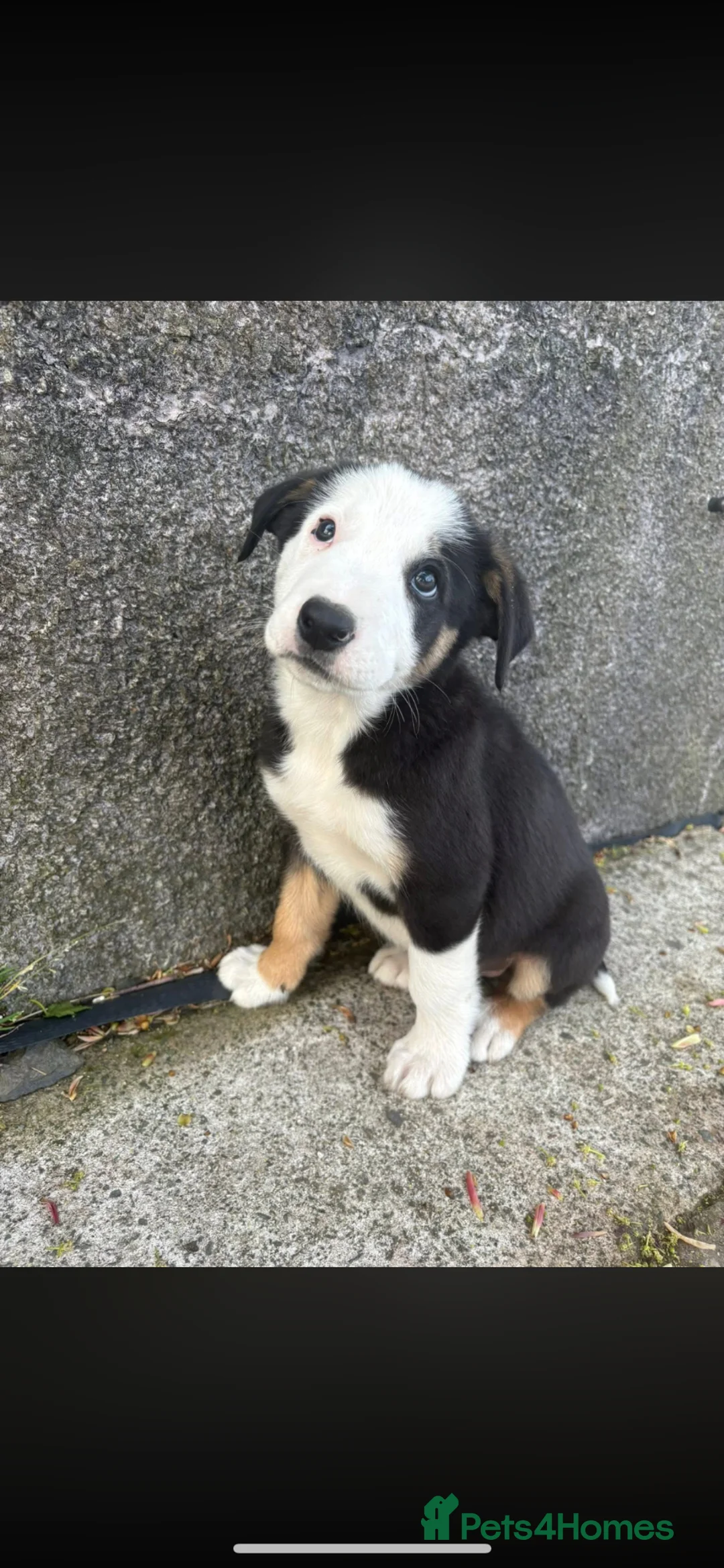 Border Collie dogs for sale: Last two male collie pups in Kirkby-in-Furness - Advert 2