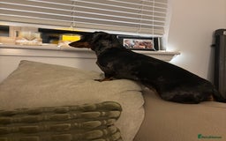 Dachshund dogs for sale: Miniature Dachshund  - Image 10