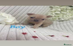 French Bulldog dogs for sale: Brindle & Fawn French Bulldog Puppies - Image 2