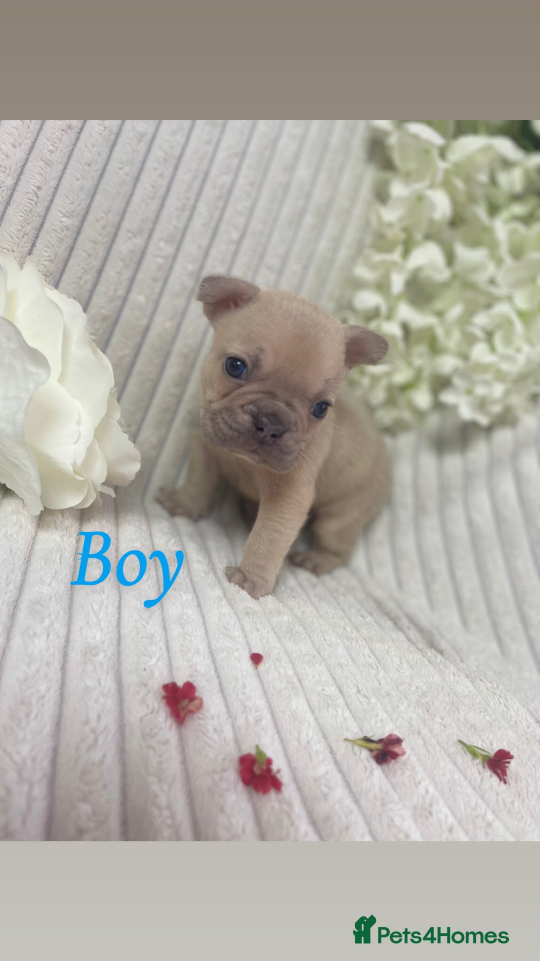 French Bulldog dogs for sale: Brindle & Fawn French Bulldog Puppies - Image 2