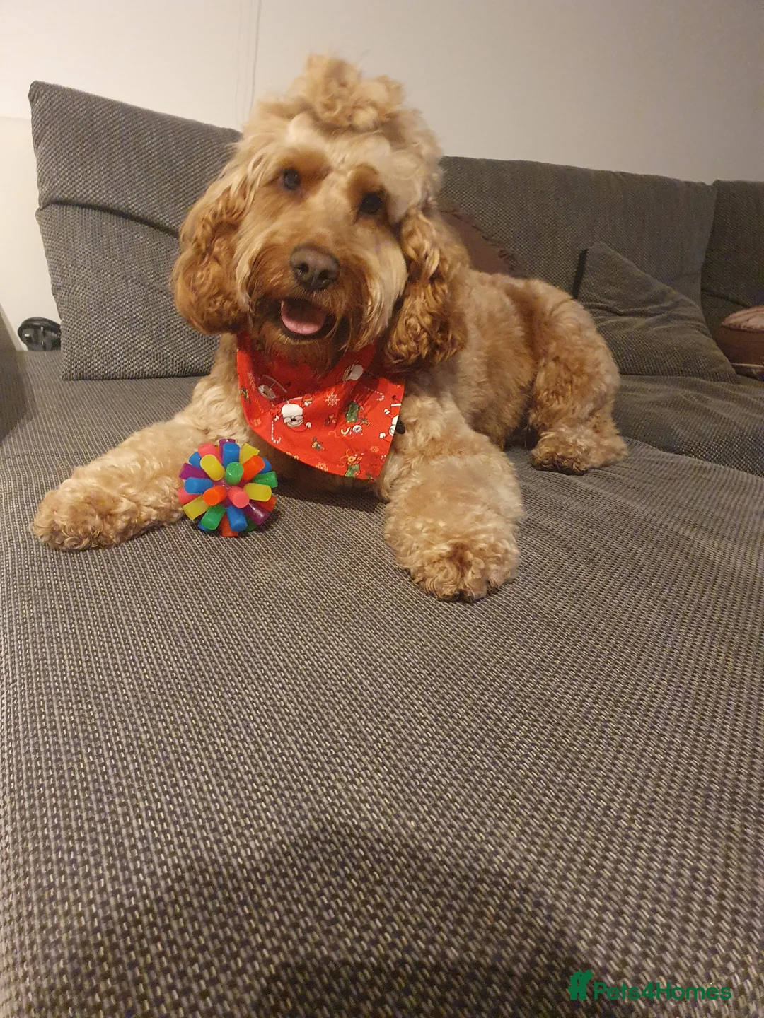 Cockapoo dogs for stud: Proven DNA tested red F1 Cockapoo Charlie for Stud in Milton Keynes - Advert 32