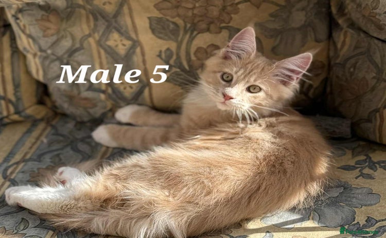 Maine Coon cats - Advert 8