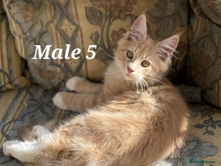 Maine Coon cats - Advert 8