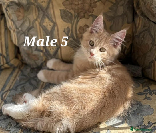 Maine Coon cats - Advert 8