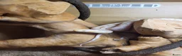 Corn Snake reptiles for sale: Albino corn snake in Weston-super-Mare - Advert 1