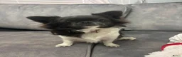 Chihuahua dogs for sale: Long hair chihuahua in Solihull - Advert 7