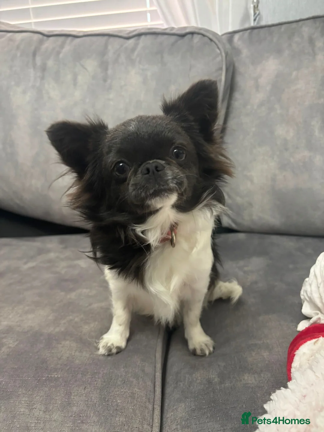 Chihuahua dogs for sale: Long hair chihuahua in Solihull - Advert 7