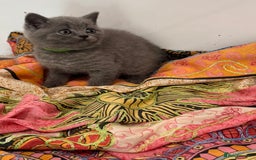 British Shorthair cats for sale: 5 Star BSH Litter GCCF Registered  - Image 5
