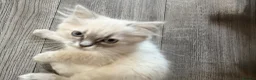 Ragdoll cats for sale: ***Last little girl***ready next week*** - Advert 6