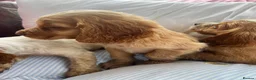 Cocker Spaniel dogs for sale: Show type cocker boys  in Daventry - Advert 16