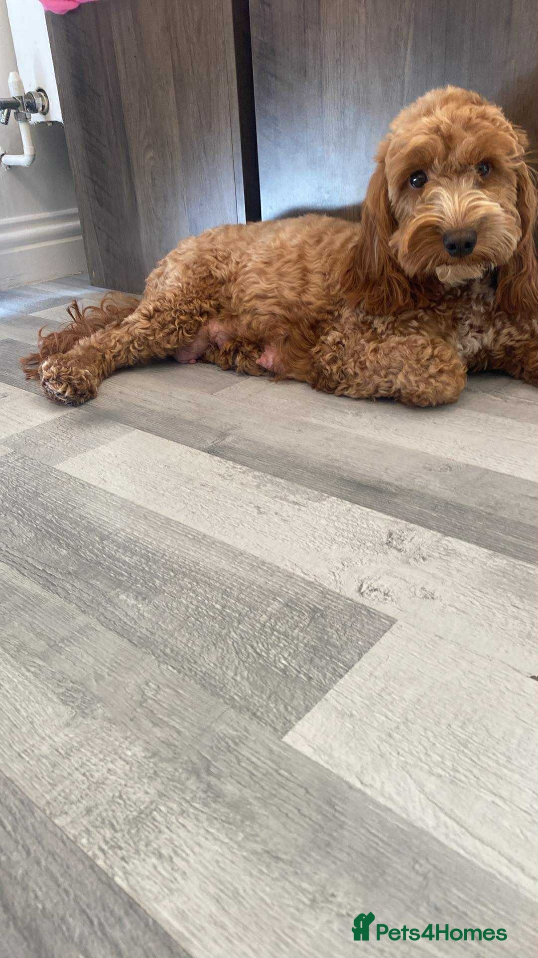 Cockapoo dogs for sale: 🐾 Adorable Cockapoo Boy Puppy  🐾 - Image 4