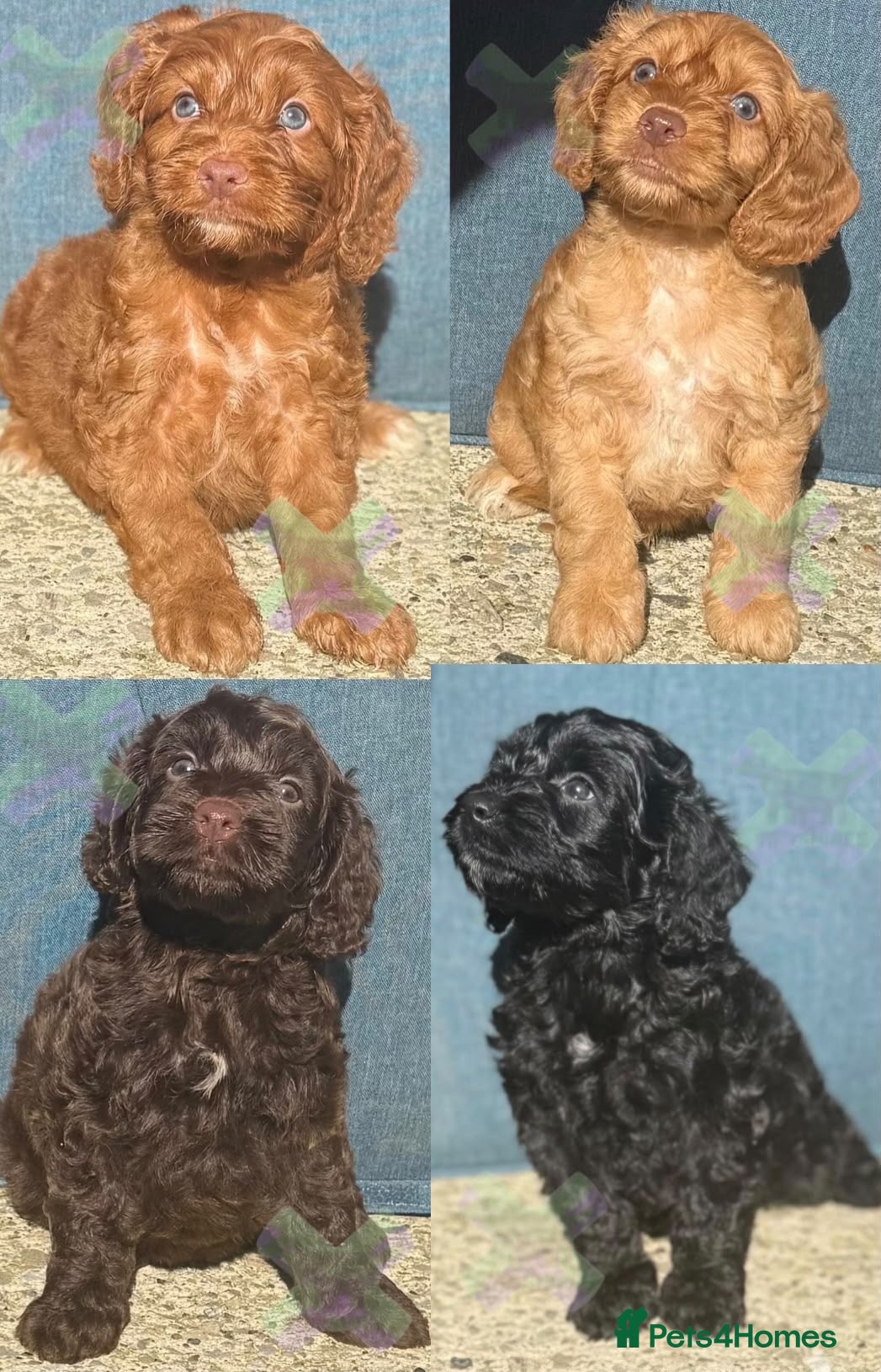 Cockapoo dogs F1 mini Cockapoos 30 dna health tested various  - Advert 1